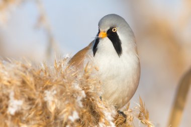 Sakallı baştankara, erkek - baştankara (panurus biarmicus)