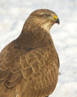 Bayağı Şahin (Buteo buteo) kış sahne