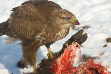 Bayağı Şahin (Buteo buteo) kış sahne