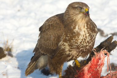 Common buzzard (Buteo buteo) on a winter scene clipart