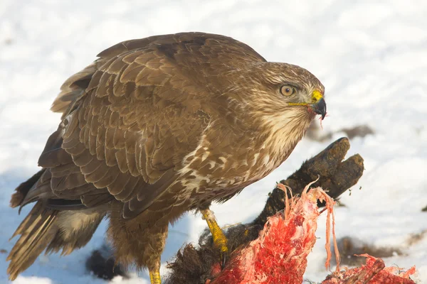 stock image Common buzzard (Buteo buteo) on a winter scene