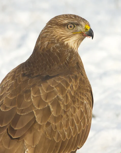 stock image Common buzzard (Buteo buteo) on a winter scene