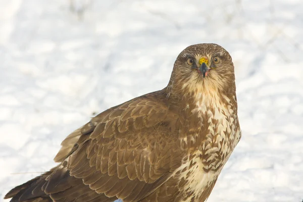 stock image Common buzzard (Buteo buteo) on a winter scene