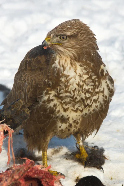 stock image Common buzzard (Buteo buteo) on a winter scene