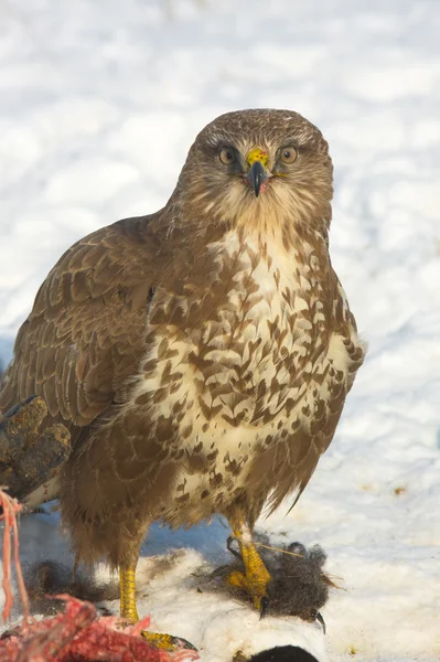 stock image Common buzzard (Buteo buteo) on a winter scene