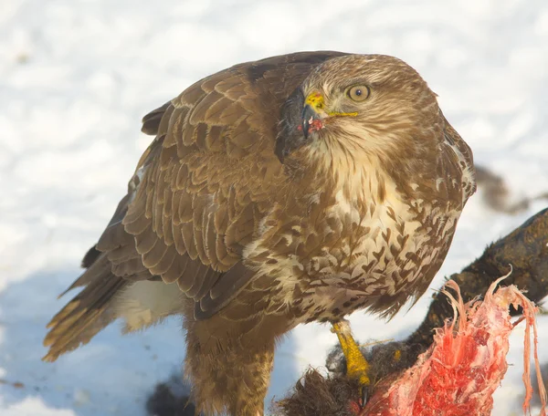 stock image Common buzzard (Buteo buteo) on a winter scene