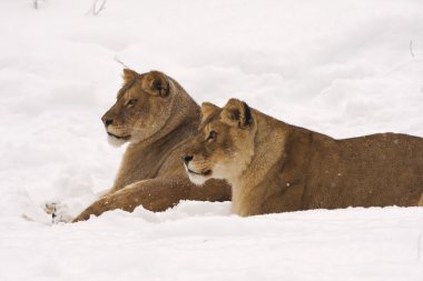 Two lioneses in a winter scene clipart