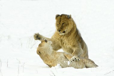 iki lioneses bir kış sahne mücadele
