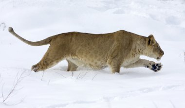 A lioness in winter scene clipart