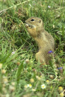 Avrupa zemin sincap / Spermophilus citellus