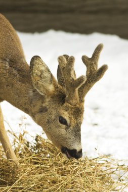 Roe deer (Capreolus capreolus) portrait in a winter scene clipart