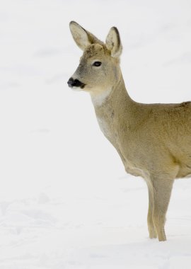 Karaca (Capreolus capreolus) portre bir kış sahne