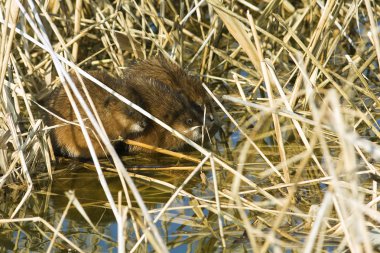 Misk sıçanı (Ondatra zibethicus) yere