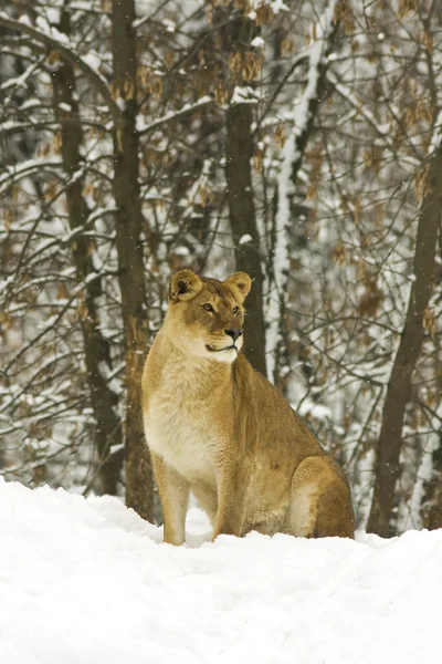 冬季场景中的母狮 — 图库照片