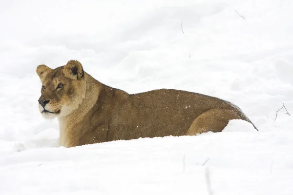 stock image A lioness in winter scene