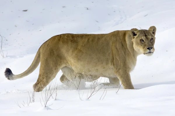 stock image A lioness in winter scene