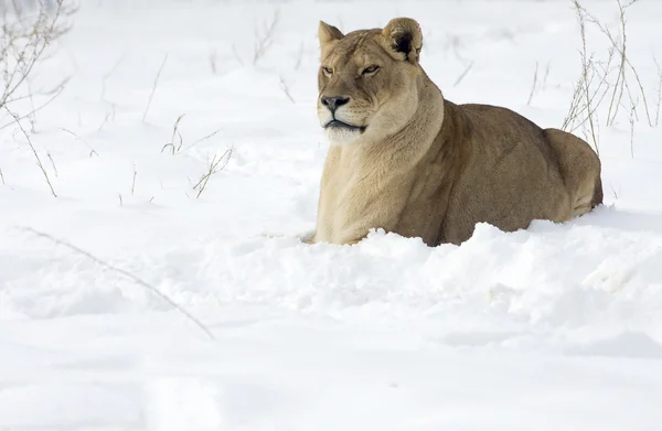 stock image A lioness in winter scene