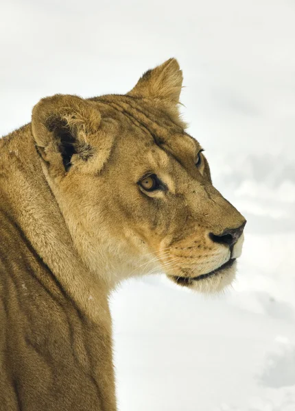 Stock image A lioness in winter scene