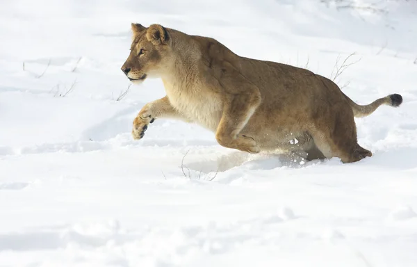 Stock image A lioness in winter scene