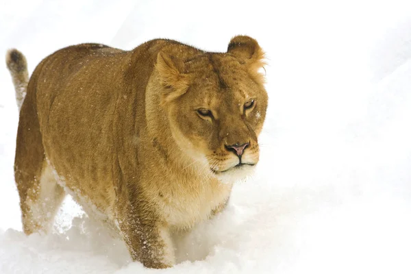 stock image A lioness in winter scene