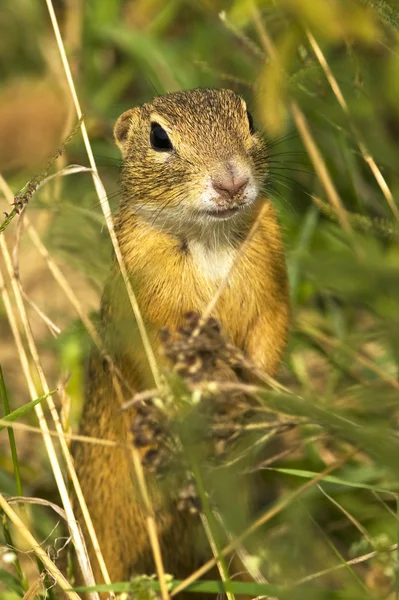 European ground squirrel / Spermophilus citellus — Stock Photo, Image