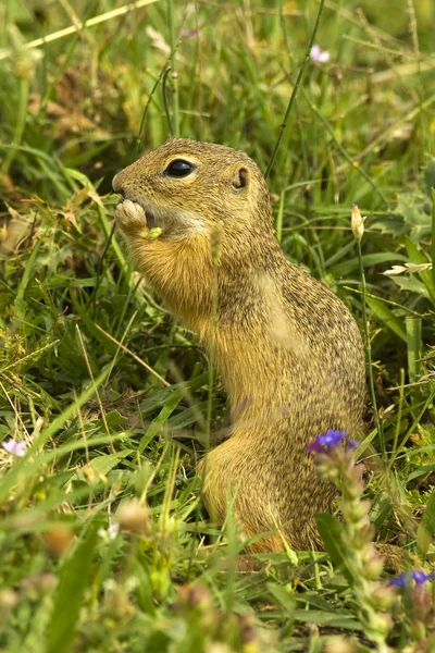 European Ground Squirrel Spermophilus Citellus — Stock Photo, Image