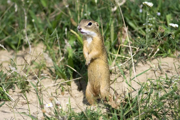 European Ground Squirrel Spermophilus Citellus — Stock Photo, Image