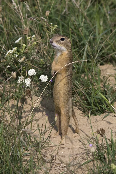 European ground squirrel / Spermophilus citellus — Stock Photo, Image