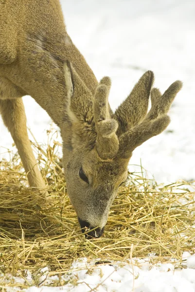 獐鹿 (狍狍) 肖像在冬天的景色 — 图库照片