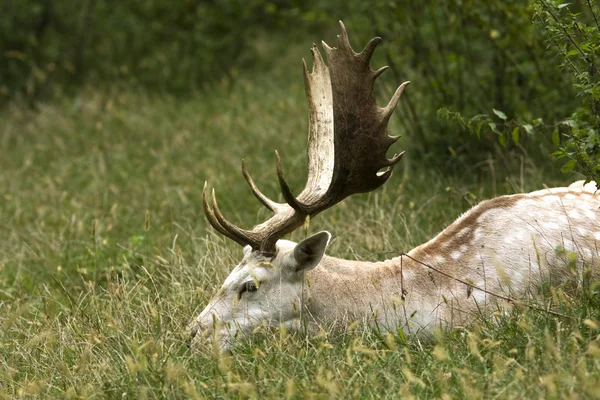 Fallow Deer Male Dama Dama — Stock Photo, Image