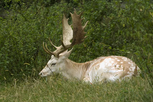 Fallow deer, male / Dama dama — Stock Photo, Image