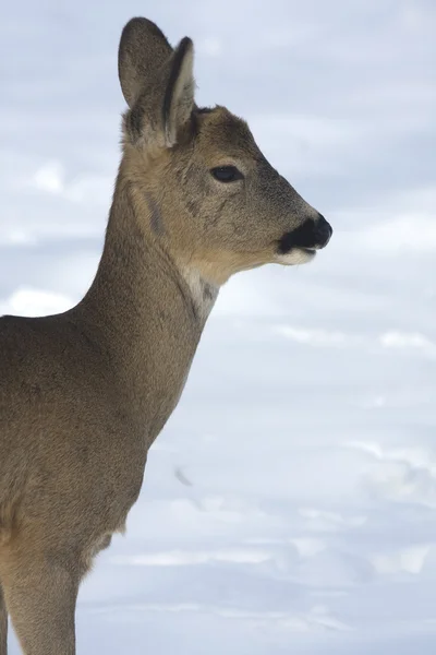 Roe deer (Capreolus capreolus) portrait in a winter scene — Stock Photo, Image