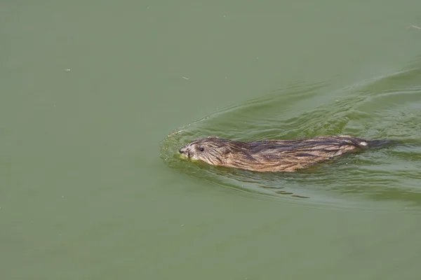 Stock image Muskrat ( Ondatra zibethicus) swimming