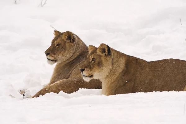 Dva Lioneses Zimě Scéně Stock Snímky
