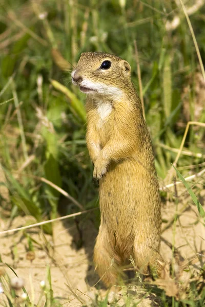 European ground squirrel / Spermophilus citellus Stock Photo