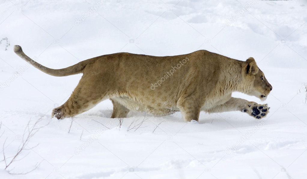 A lioness in winter scene