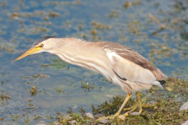 Little bittern looking for food on the shore / Ixobrychus minutus clipart