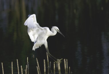 Küçük ak balıkçıl (Egretta garzetta) göl üzerinde uçuş