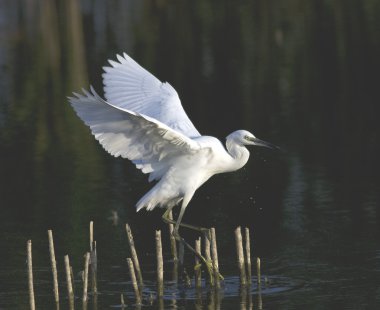 Küçük ak balıkçıl (Egretta garzetta) göl üzerinde uçuş