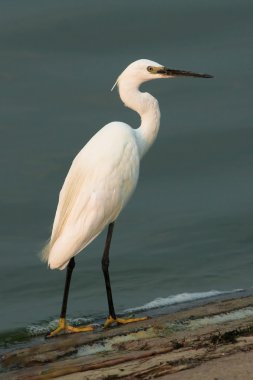 Yiyecek arayan küçük ak balıkçıl (Egretta garzetta)