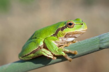 Yeşil ağaç kurbağası üzerindeki reed yaprak (yeşil arborea)