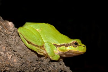 Green Tree Frog on a branch (Hyla arborea) clipart