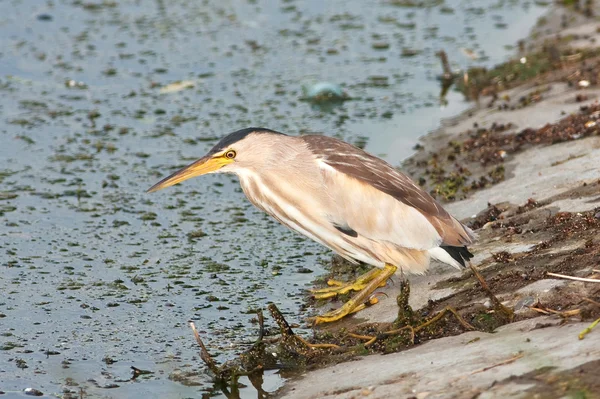 Pequeño amargado buscando comida en la orilla / Ixobrychus minutus — Foto de Stock