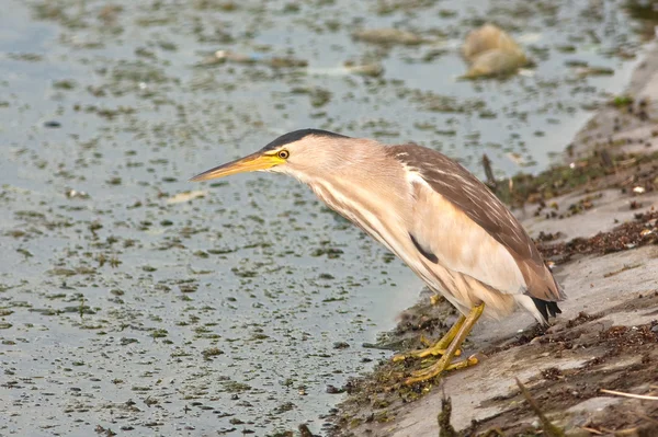 ヒメヨシゴイ岸に食べ物を探して/Ixobrychus 島 — ストック写真