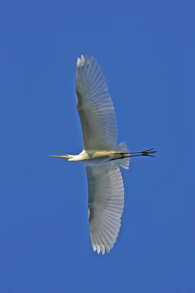 Great Egret in flight against the blue sky / Ardea alba — Stock Photo, Image