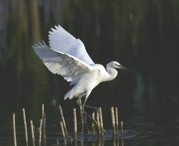 Pequeno Egret (Egretta garzetta) em voo sobre o lago — Fotografia de Stock