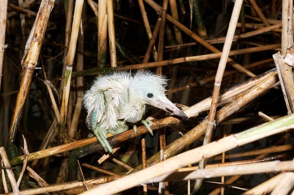 Pisklę Małego Egreta Egretta Garzetta — Zdjęcie stockowe