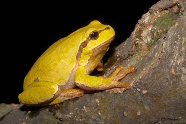 Зеленого дерева жаба на гілці (Hyla arborea) — стокове фото