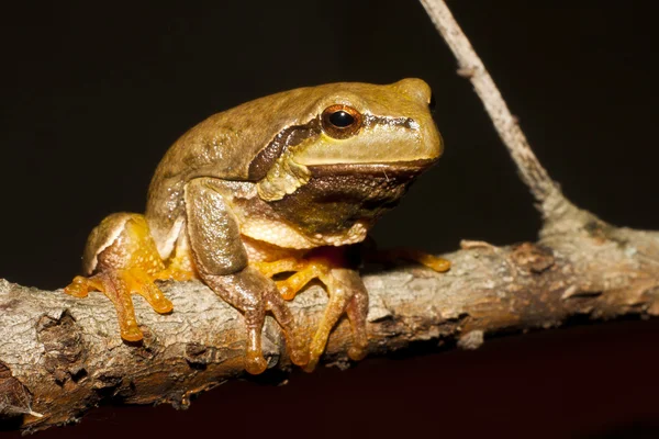 Green Tree Frog op een tak (Hyla arborea) — Stockfoto
