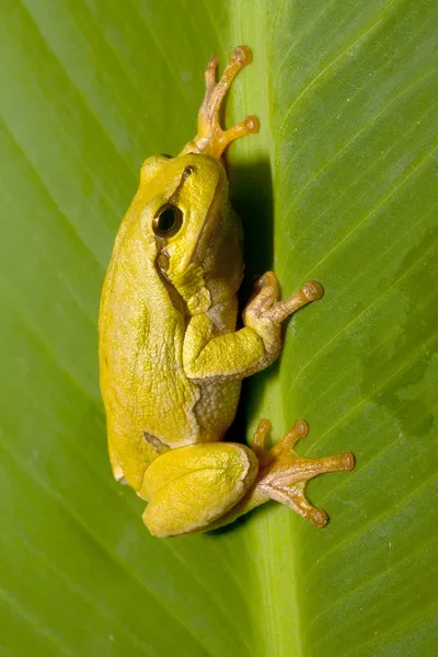 Zelená žába na zelený list (Hyla arborea) — Stock fotografie